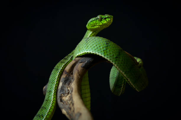 istock Green insularis 1282640311