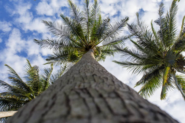 istock Texture of coconut tree bark 1282640369
