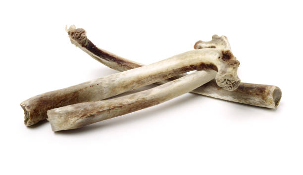 istock bone without meat 1282640790