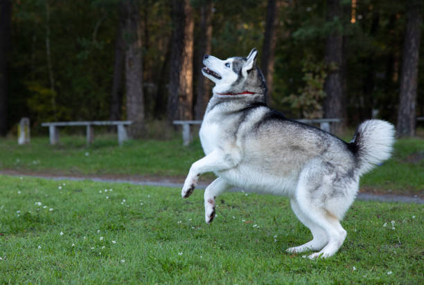 istock dog 1282640915