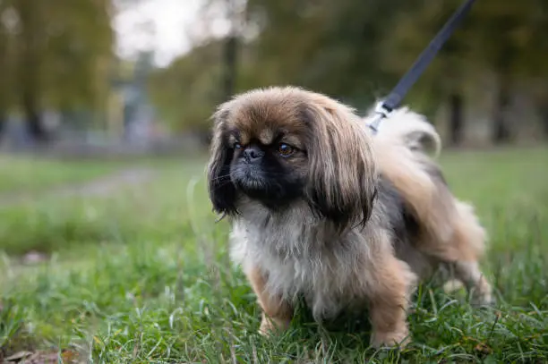 Small dog of breed Pekingese. One dog is walking in the park.