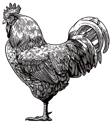 Etching style illustration of a standing rooster. Side view.