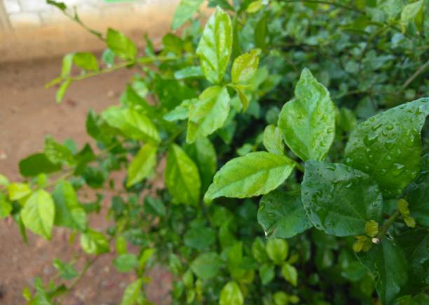 istock Green leaves in nature using for natural background with selective focus.Freshness leaves plant at summer in garden after rain 1282641807