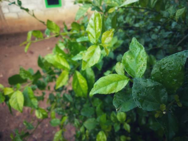 Green leaves in nature using for natural background with selective focus.Freshness leaves plant at summer in garden