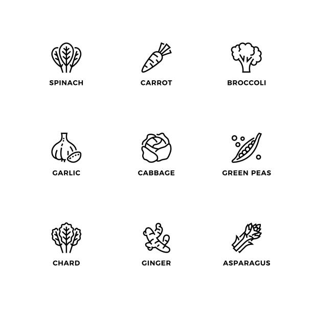 ilustrações de stock, clip art, desenhos animados e ícones de vector set of design elements, logo design template, icons and badges for healthy vegetable. - acelgas