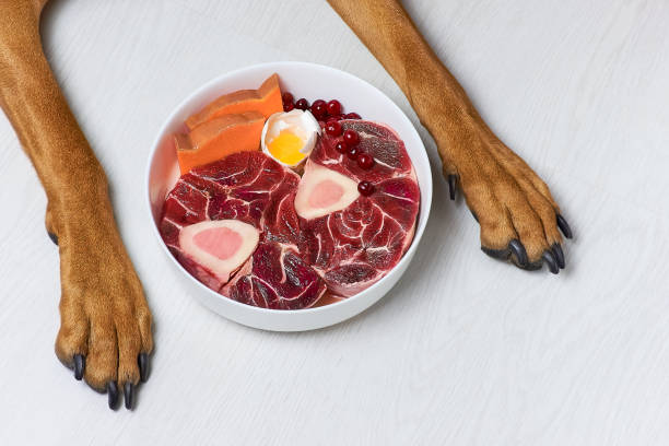 Natural raw dog food. Fresh pure beef meat, bone, egg, pumpkin and berries in bowl and dog's paws on white background. BARF diet for dogs. Natural raw dog food. Fresh pure beef meat, bone, egg, pumpkin and berries in bowl and dog's paws on white background. BARF diet for dogs. pumpkin throwing up stock pictures, royalty-free photos & images