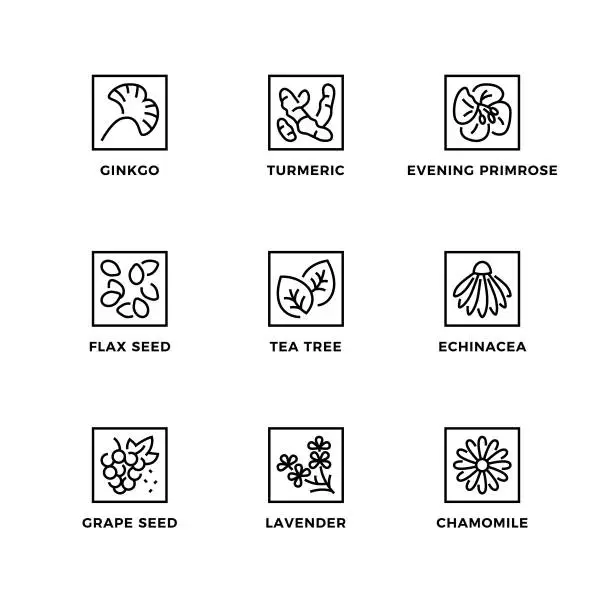 Vector illustration of Vector set of design elements, logo design template, icons and badges for medical plants.