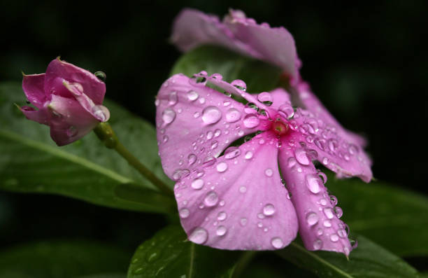 rain flower stock photo