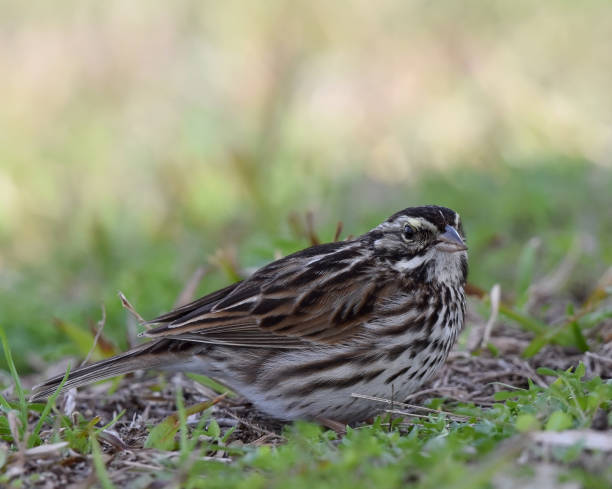 savannah sparrow (passerculus sandwichensis) - passerculus fotografías e imágenes de stock