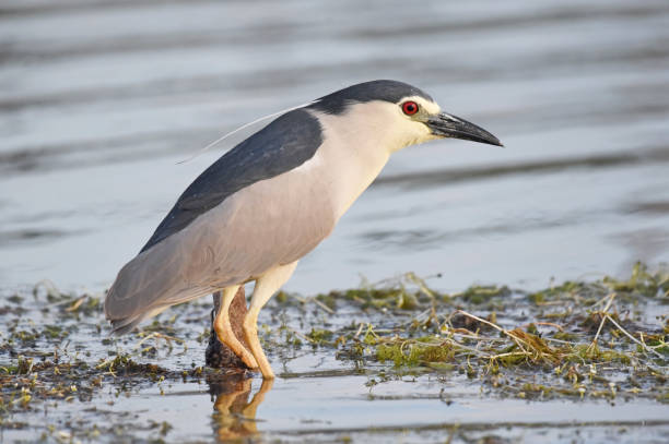 Black-crowned Night Heron (Nycticorax nycticorax)