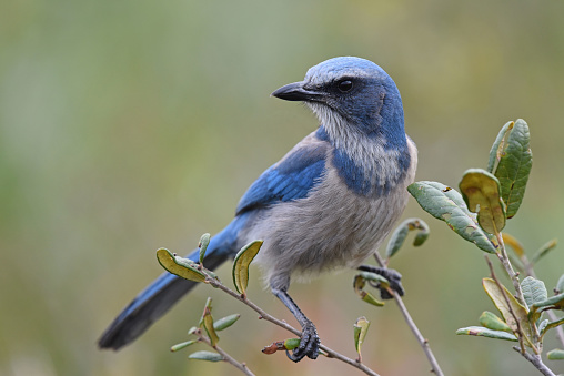 The Florida scrub jay (Aphelocoma coerulescens) is one of the species of scrub jay native to North America. It is the only species of bird endemic to the U.S. state of Florida and one of only 15 species endemic to the continental United States.