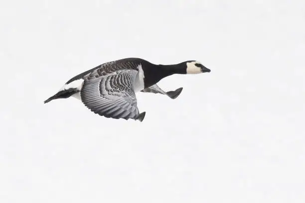 The barnacle goose is a medium-sized goose with a wingspan of 130–145 cm (51–57 in) and a body mass of 1.21–2.23 kg (2.7–4.9 lbs.). It has a white face and black head, neck, and upper breast. Its belly is white. The wings and its back are silver-gray with black-and-white bars that look like they are shining when the light reflects on it. During flight, a V-shaped white rump patch and the silver-gray underwing linings are visible.