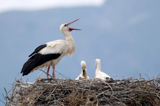 istock White Stork (Ciconia ciconia) with young on the nest 1282643746