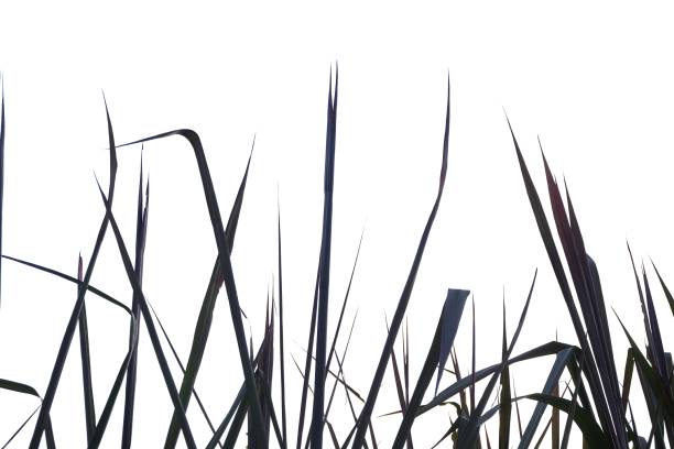 meadow details