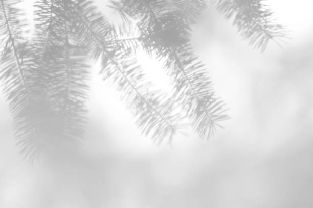 istock shadows of fir tree branches on a white wall 1282644532