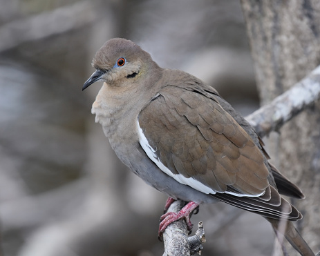 The white-winged dove (Zenaida asiatica) is a dove whose native range extends from the south-western United States through Mexico, Central America, and the Caribbean.