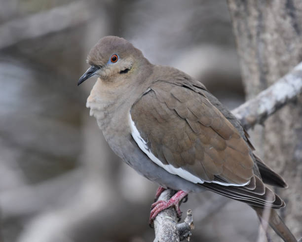 White-winged Dove (Zenaida asiatica) The white-winged dove (Zenaida asiatica) is a dove whose native range extends from the south-western United States through Mexico, Central America, and the Caribbean. zenaida dove stock pictures, royalty-free photos & images