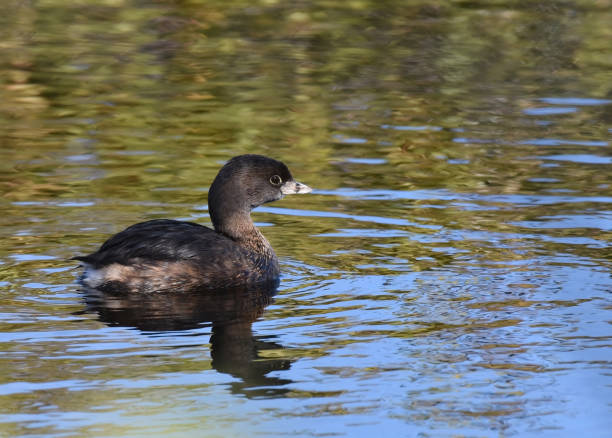 istock Pied-billed Grebe (Podilymbus podiceps) 1282644602