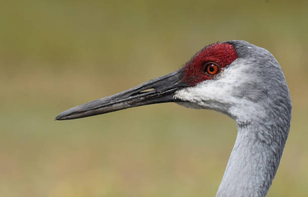 istock Sandhill Crane (Grus canadensis) 1282644619