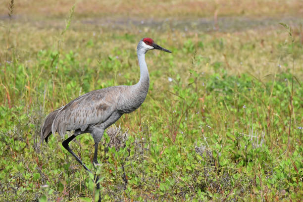 istock Sandhill Crane (Grus canadensis) 1282644709