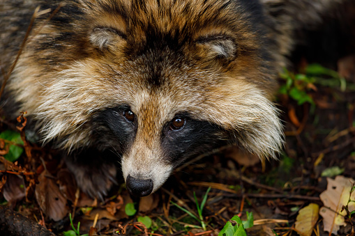 A Raccoon Dog in the forest