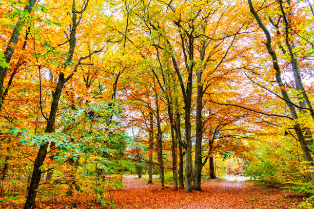 istock Autumn forest trail 1282645333
