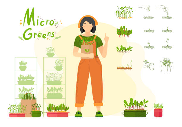 마이크로 그린. 소녀 콩나물 마이크로 그린 - hydroponics seed seedling plant stock illustrations