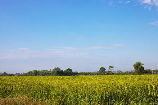 Agricultural landscape in province of Phitsanulok in morning, outskirts of village Pharangmee