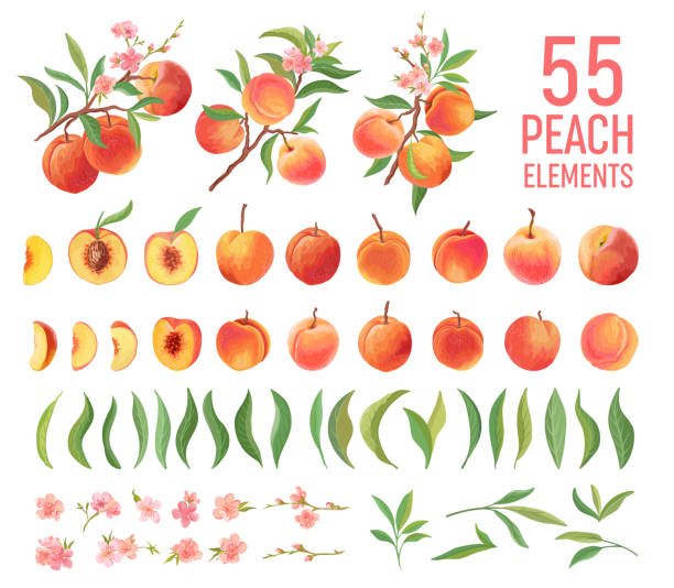 ilustrações de stock, clip art, desenhos animados e ícones de peach fruit watercolor element set. isolated peaches collection of fruits, leaves, slices on white. 
botanical elements for design, cover, wedding cards, party invitation , backdrop - fruit blossom