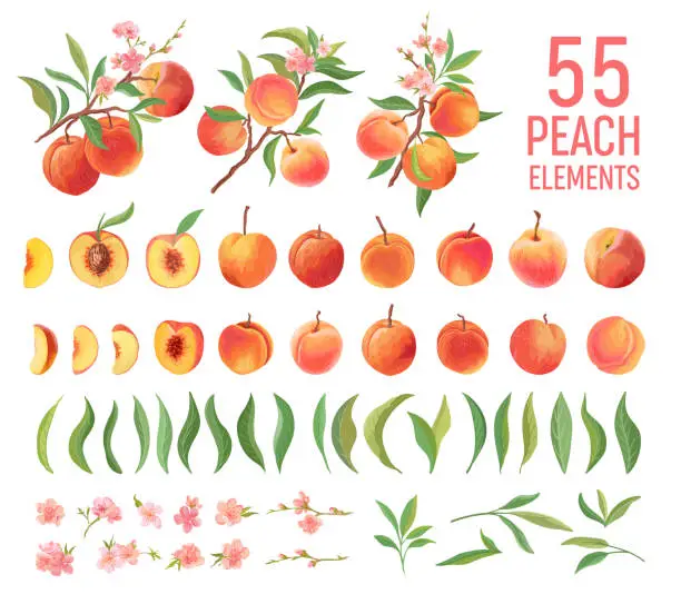 Vector illustration of Peach Fruit watercolor element set. Isolated peaches collection of fruits, leaves, slices on white. 
Botanical elements for design, cover, wedding cards, party invitation , backdrop