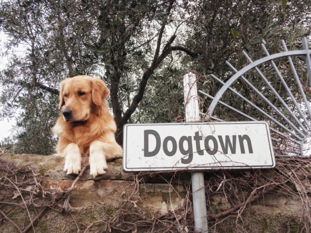 A Golden Retriever dog overlooks the street from a boundary wall, near a street name sign that bears the name DOGTOWN