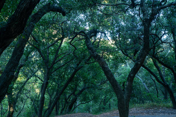 istock Forest Malibu 1282649472