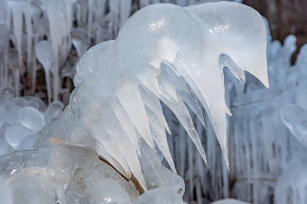 istock Ice covered tree branch in winter in nature. 1282650168
