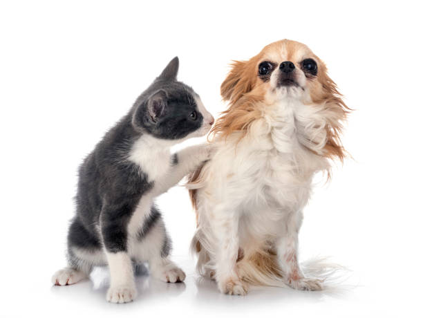istock stray kitten and chihuahua 1282651473
