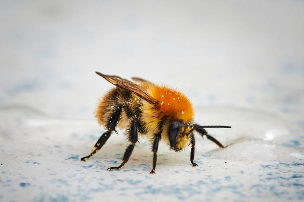 istock Macro shot of a bumblebee sitting on a tabletop. 1282651600