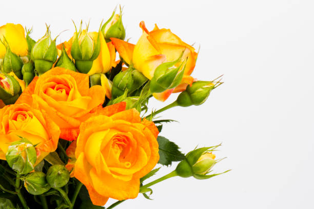 istock Beautifull orange roses isolated on white background. Copy space 1282653028