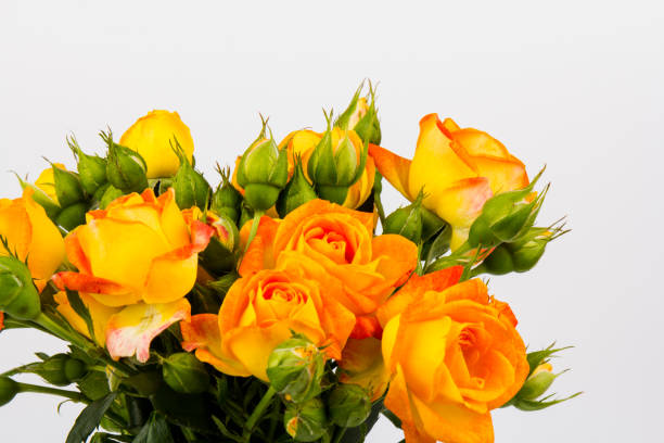 istock Beautifull orange roses isolated on white background. Copy space 1282653037