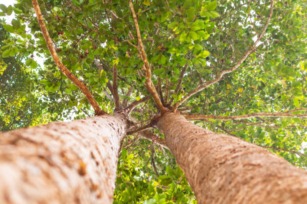 baixa perspectiva, árvore grande, ambas com grupo de folhagens. - tree shade large growth - fotografias e filmes do acervo