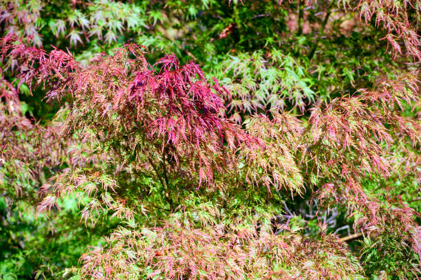 japoński acer liści, anglia jesienią - maple tree autumn tree vibrant color zdjęcia i obrazy z banku zdjęć