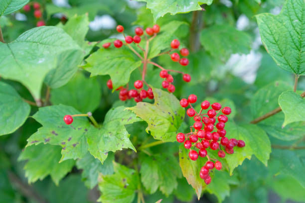 istock Bush with small red berries 1282655147