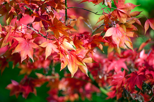 England in autumn - a vibrant colourful maple leaf mixture colours a countryside rural landscape of both wild and cultivated flowers, trees and rolling hills with ancient woodland that turn to a kaleidoscope of multicoloured hues as the season changes