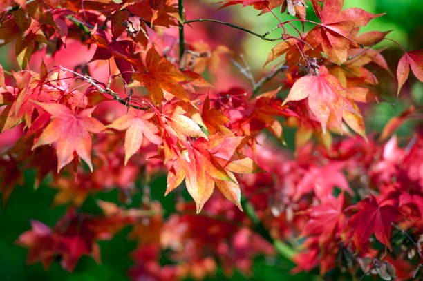 cuda liści klonu, anglia jesienią - maple tree tree autumn red zdjęcia i obrazy z banku zdjęć