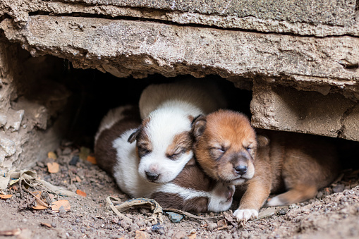 A group of four puppies that are still open close to each other on the ground, burrows under the concrete floor of a house.
