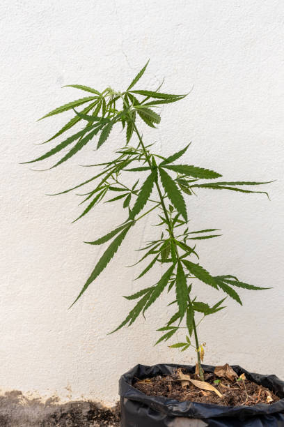 istock Cannabis leaves are planted in black bags. 1282656481