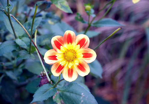 England in autumn - a vibrant colourful Dahlia bloom in a countryside rural landscape of both wild and cultivated flowers, trees and rolling hills with ancient woodland that turn to a kaleidoscope of multicoloured hues as the season changes