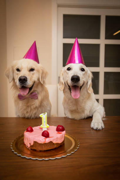 celebraciones de pasteles de cumpleaños de perros - perro primer cumpleaños fotografías e imágenes de stock