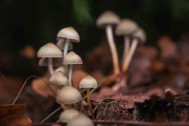 Psilocybe Bohemica mushrooms in the autumn forest among fallen leaves.