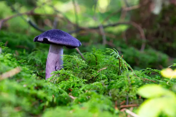 Side view of violet webcap. Low angle view with copy space for text. Also called Cortinarius violaceus, violet cort or Dunkelvioletter Schleierling