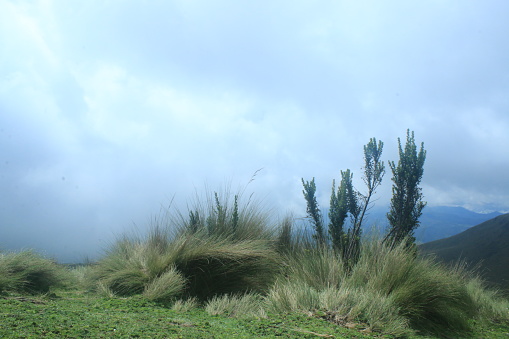 An andes ecoystem: high grass with small bushes and a background of heavy clouds and incoming fog