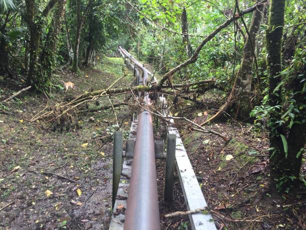 An oil pipe line in the tropical jungle of the amazon with a tree fallen directly above the pipe line An oil pipe line in the tropical jungle of the amazon with a tree fallen directly above the pipe line amazon forest stock pictures, royalty-free photos & images